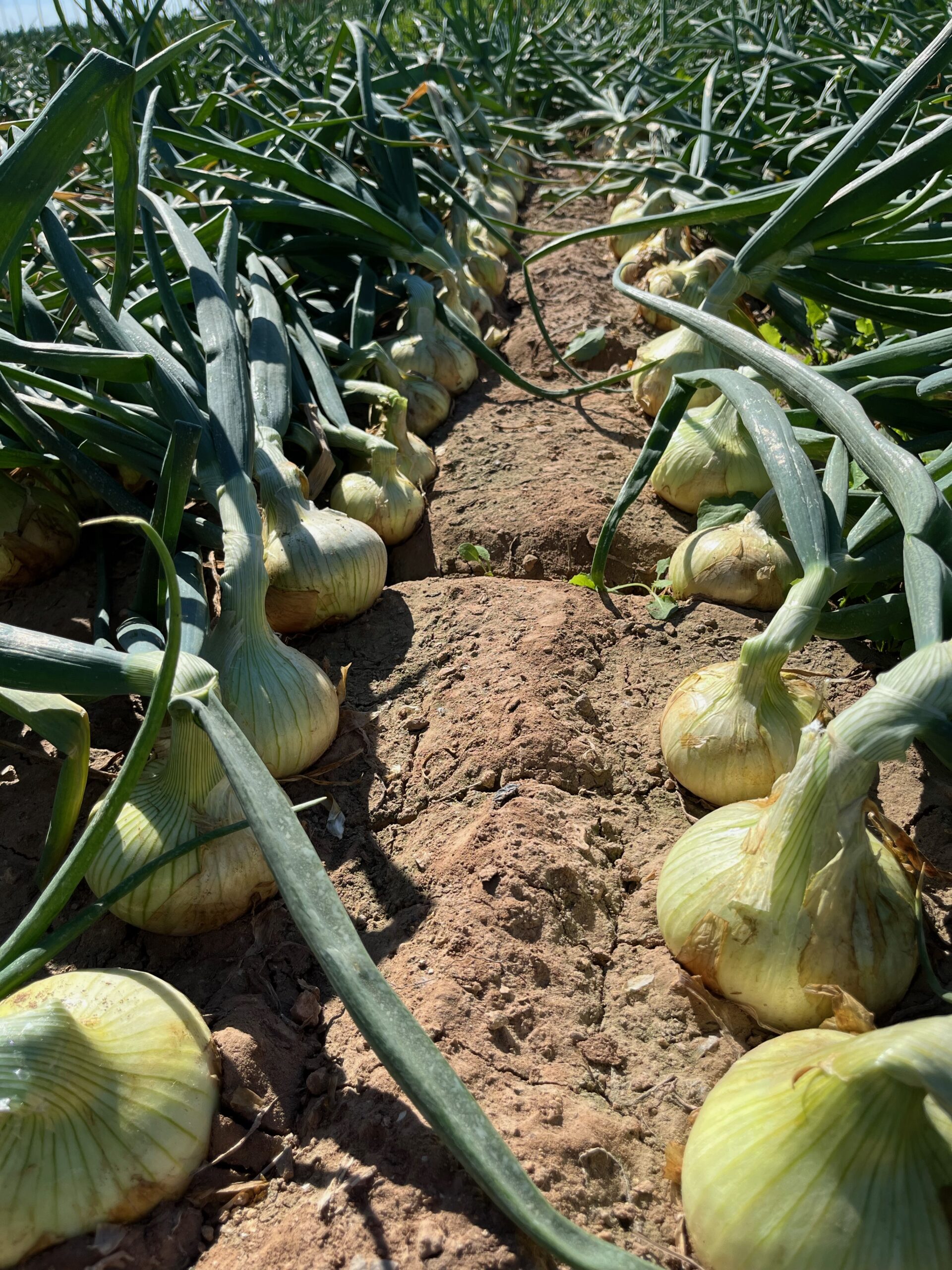 Cebollas Daria Extratempranas