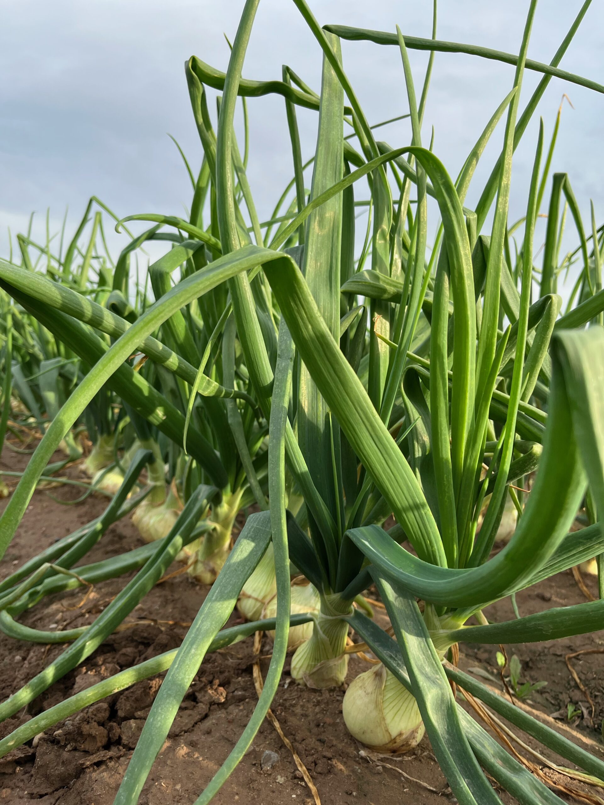 Cebollas Daria Extratempranas