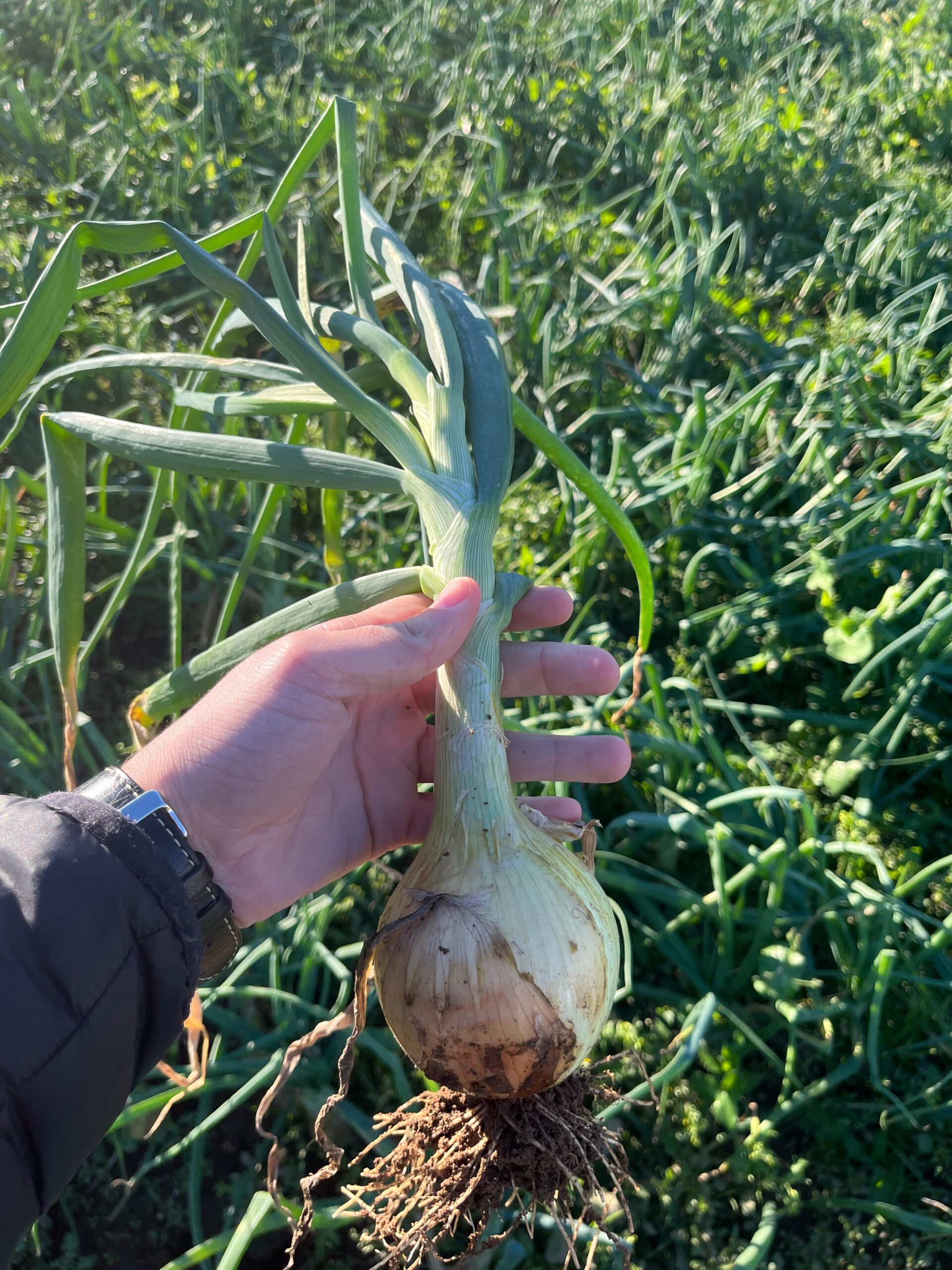 Cebollas Daria Extratempranas