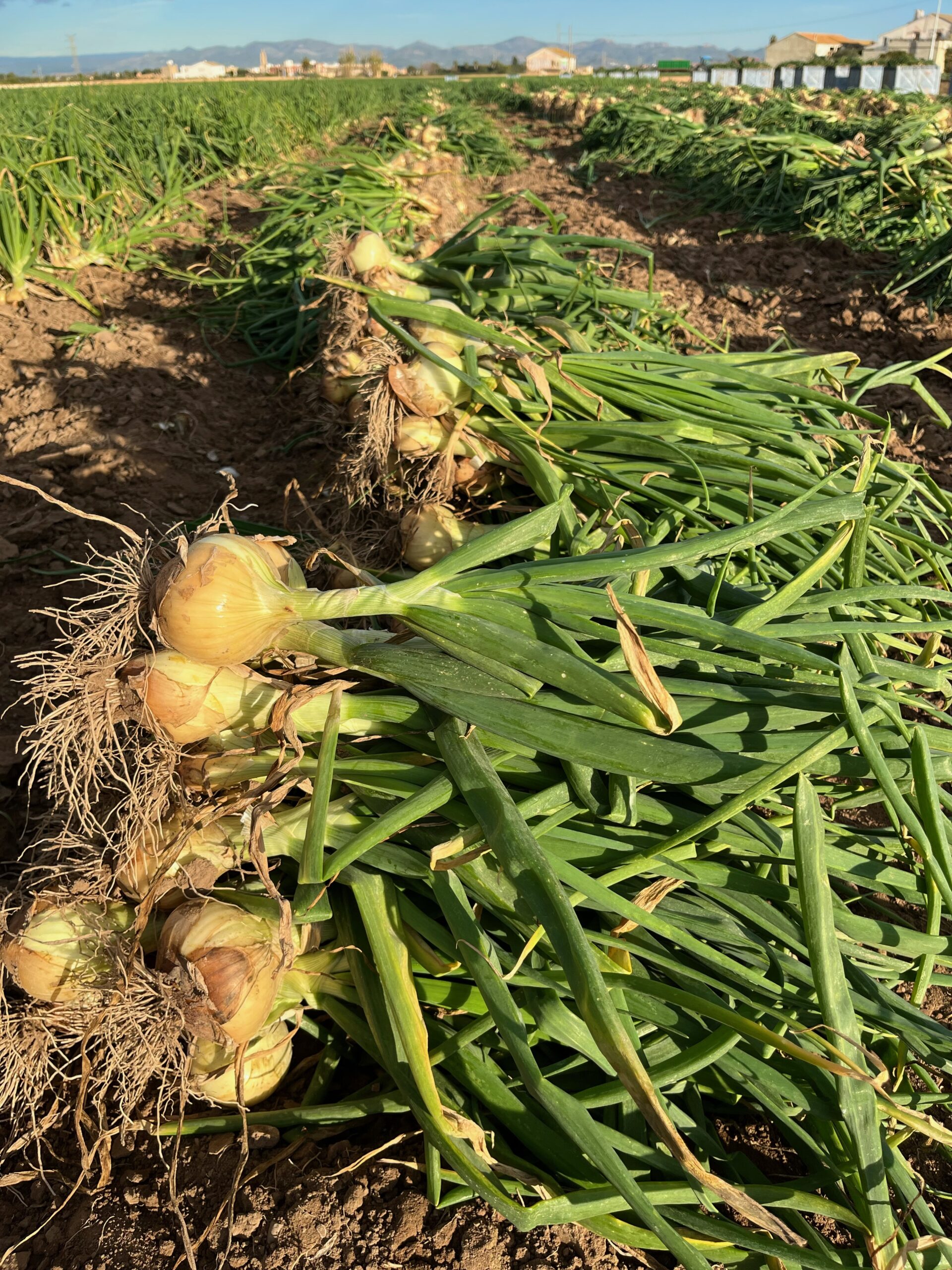 Cebollas Daria Extratempranas