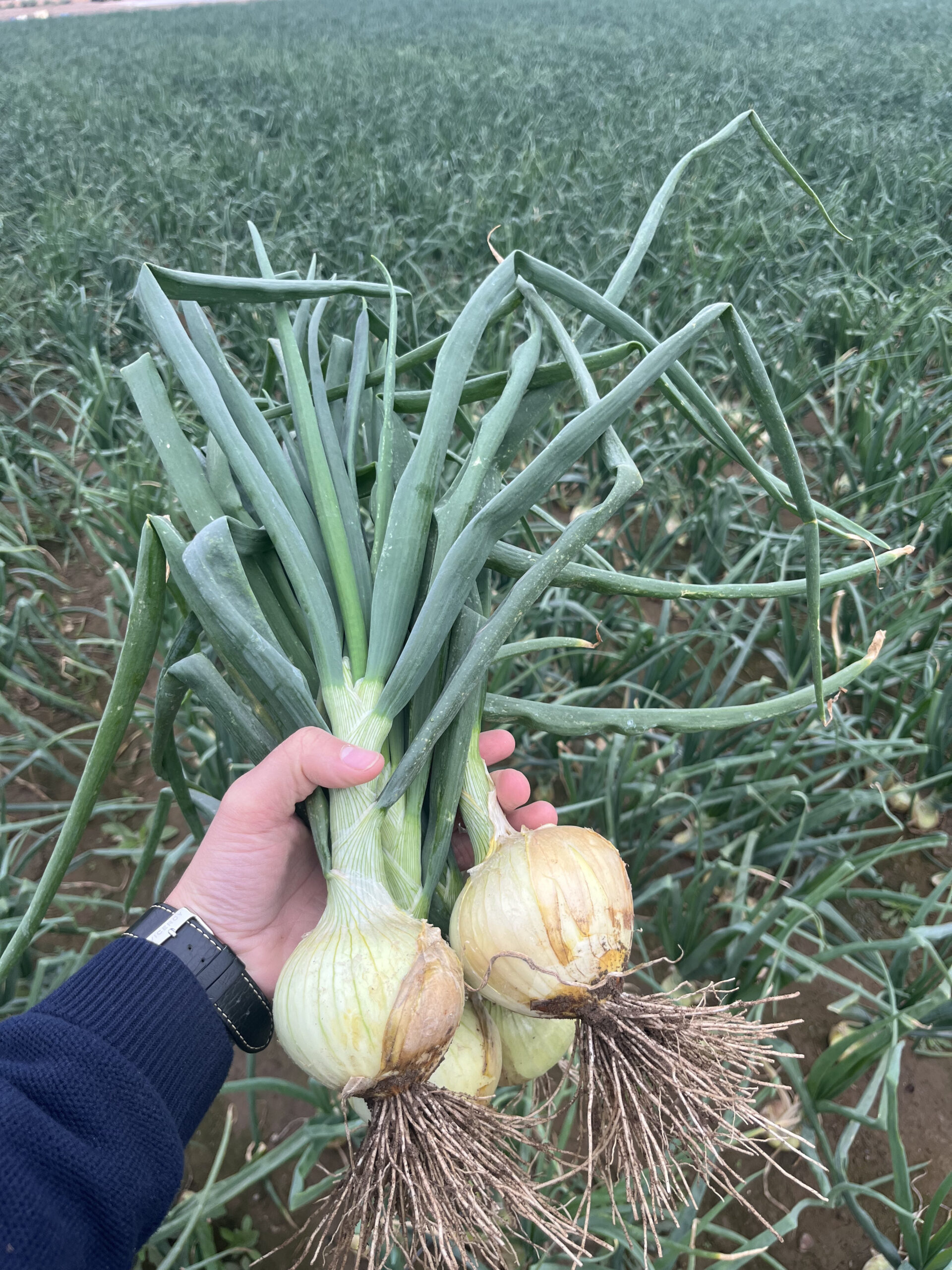 Cebolla variedad Daria Extratemprana